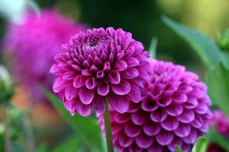 The Ultimate Guide to Using Manure for Flower Gardening - Gau Vriksh