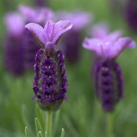 Best Plants for Beginners - Gau Vriksh