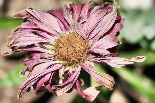 Reviving Withering Flowers - Gau Vriksh