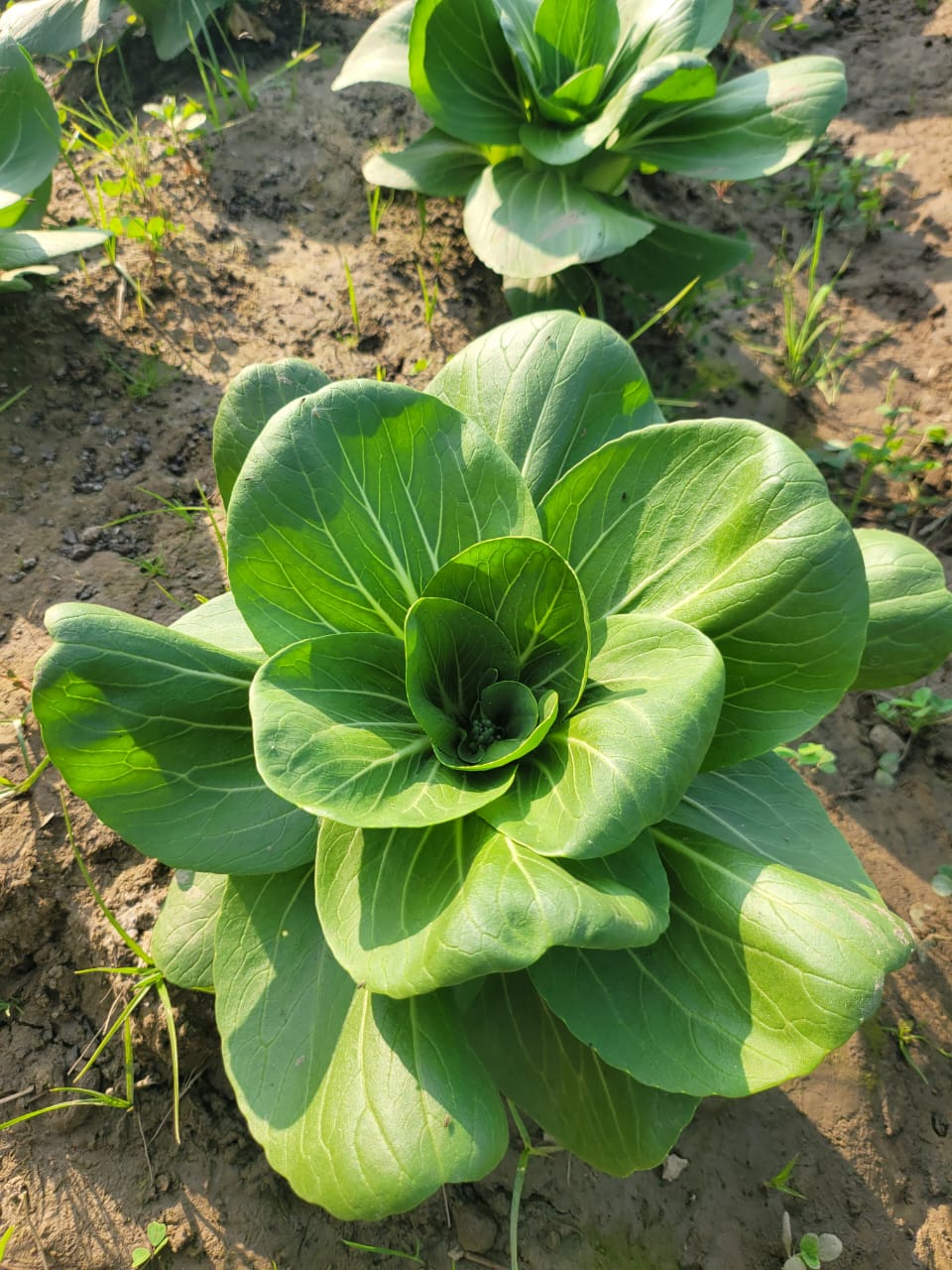 Bok choy
