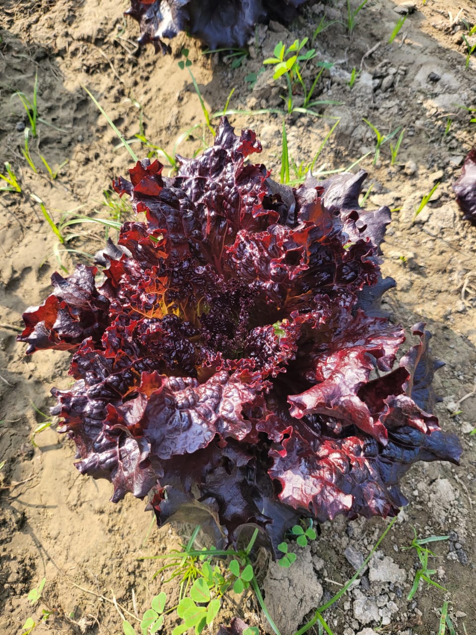 Red Lettuce